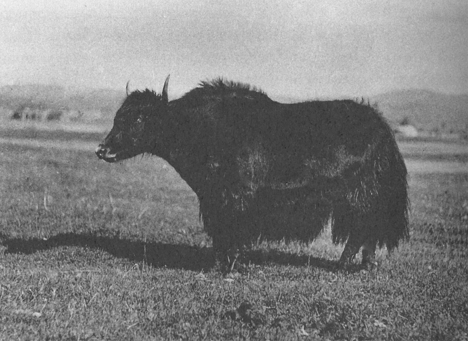 A galloyak roams a Fairbanks Experiment Farm field sometime before 1932. The experimental animals, a cross between Galloway cattle and Tibetan yaks, couldn’t reproduce and so that year made a one-time appearance on the school cafeteria menu. Agricultural Experiment Station Albums, Accession number unknown, Archives, Alaska and Polar Regions Collections, Rasmuson Library, University of Alaska Fairbanks