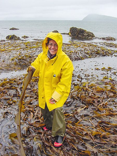 Dolly Garza picks Alaria seaweed during a trip to Kodiak in 2005. Photo by Quentin Fong.