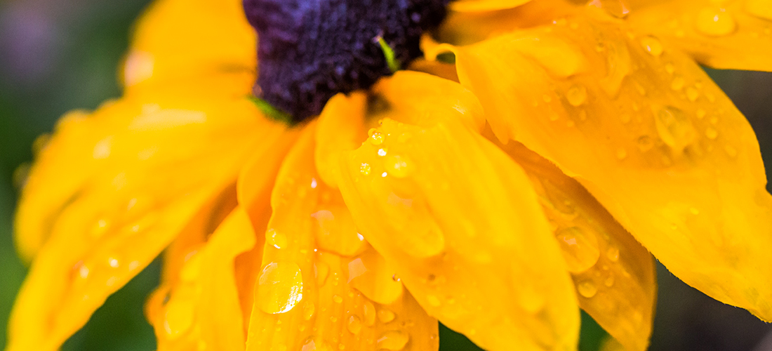 Rain falls on campus on a September morning. UAF photo by JR Ancheta