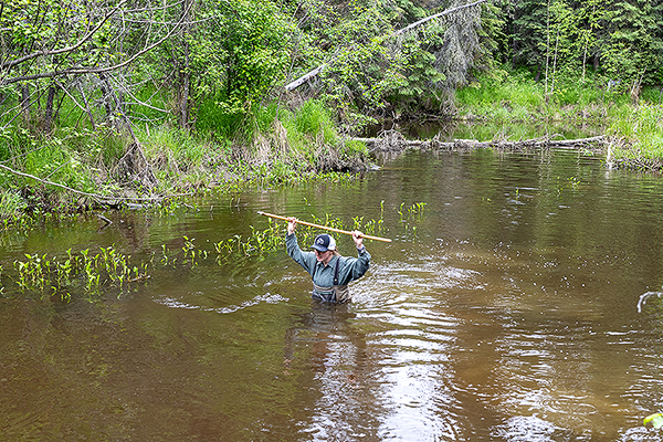 Dakota Keller, a UAF master's student in biology with the Alaska Cooperative Fisheries and Wildlife Research Unit in the UAF Institute of Arctic Biology, wades through the water while taking depth measurements, checking fish traps and recording bank levels in Cripple Creek on June 13, 2024. UAF photo by Eric Engman.