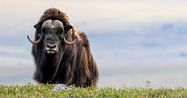 Musk ox near Toolik