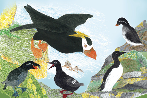 Frank Keim’s illustrations of the various birds on the Yukon-Kuskokwim Delta.