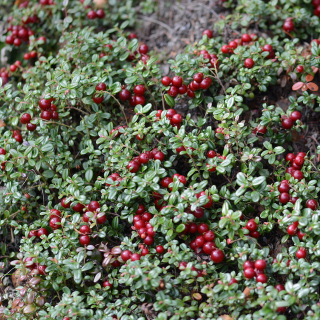 Low bush cranberries