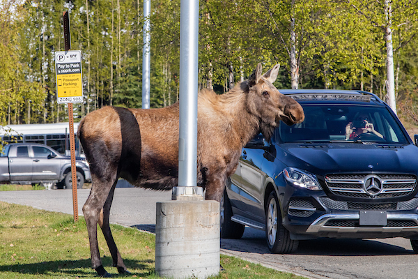 Moose in parking lot