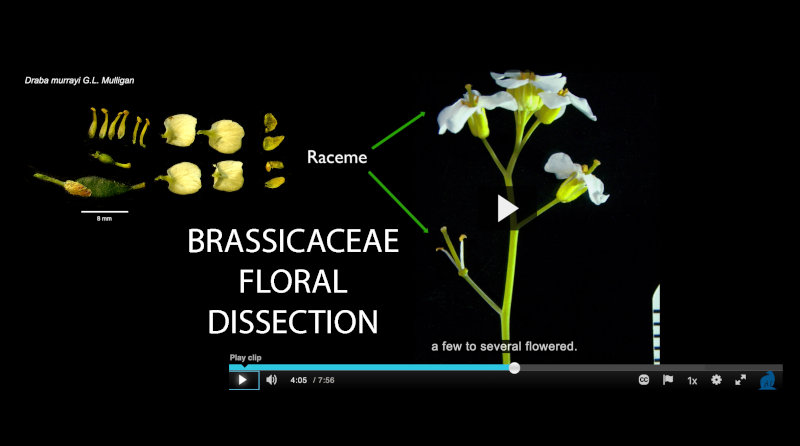 Plant dissection slide