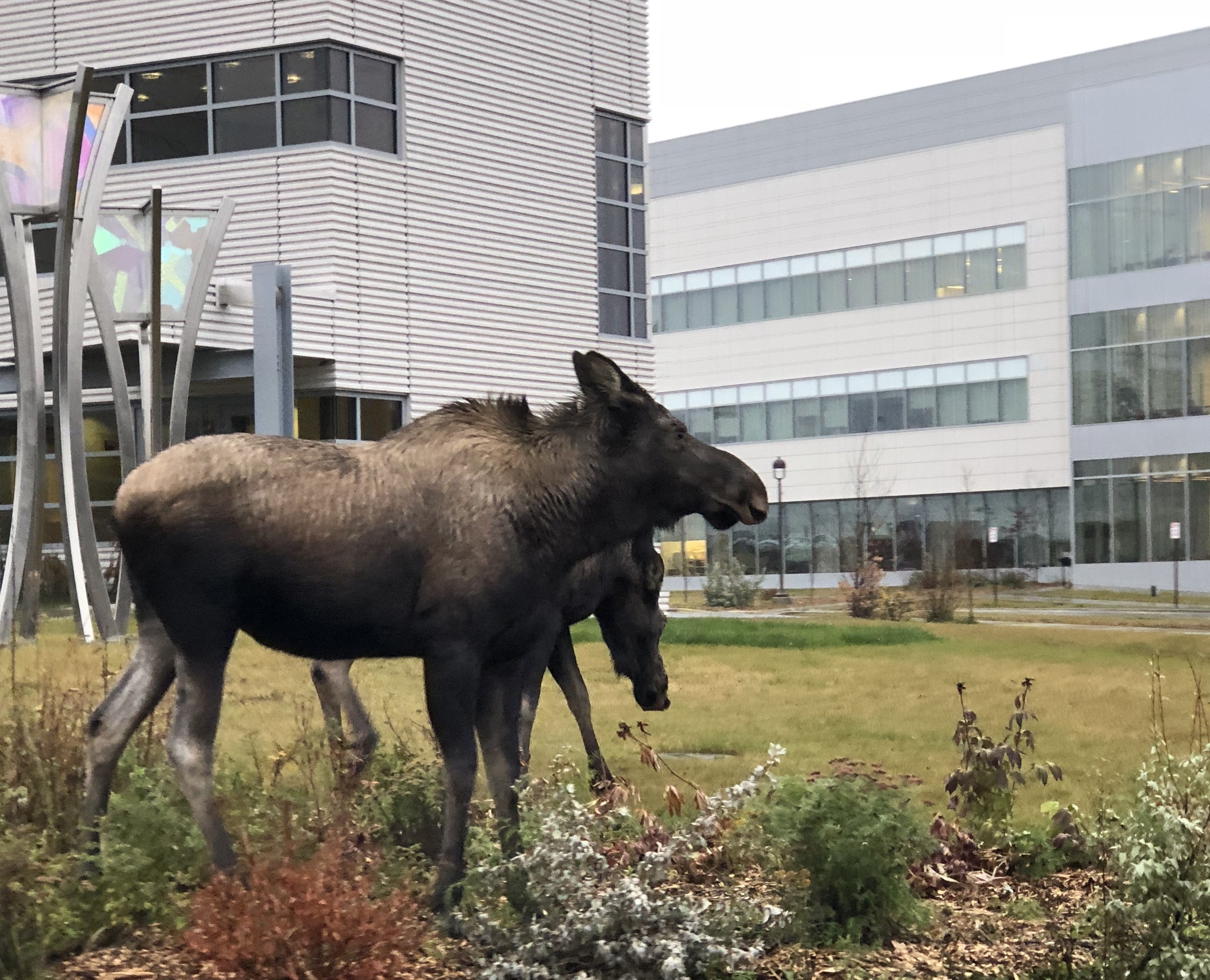 Moose on UAF campus with the Murie building behind.