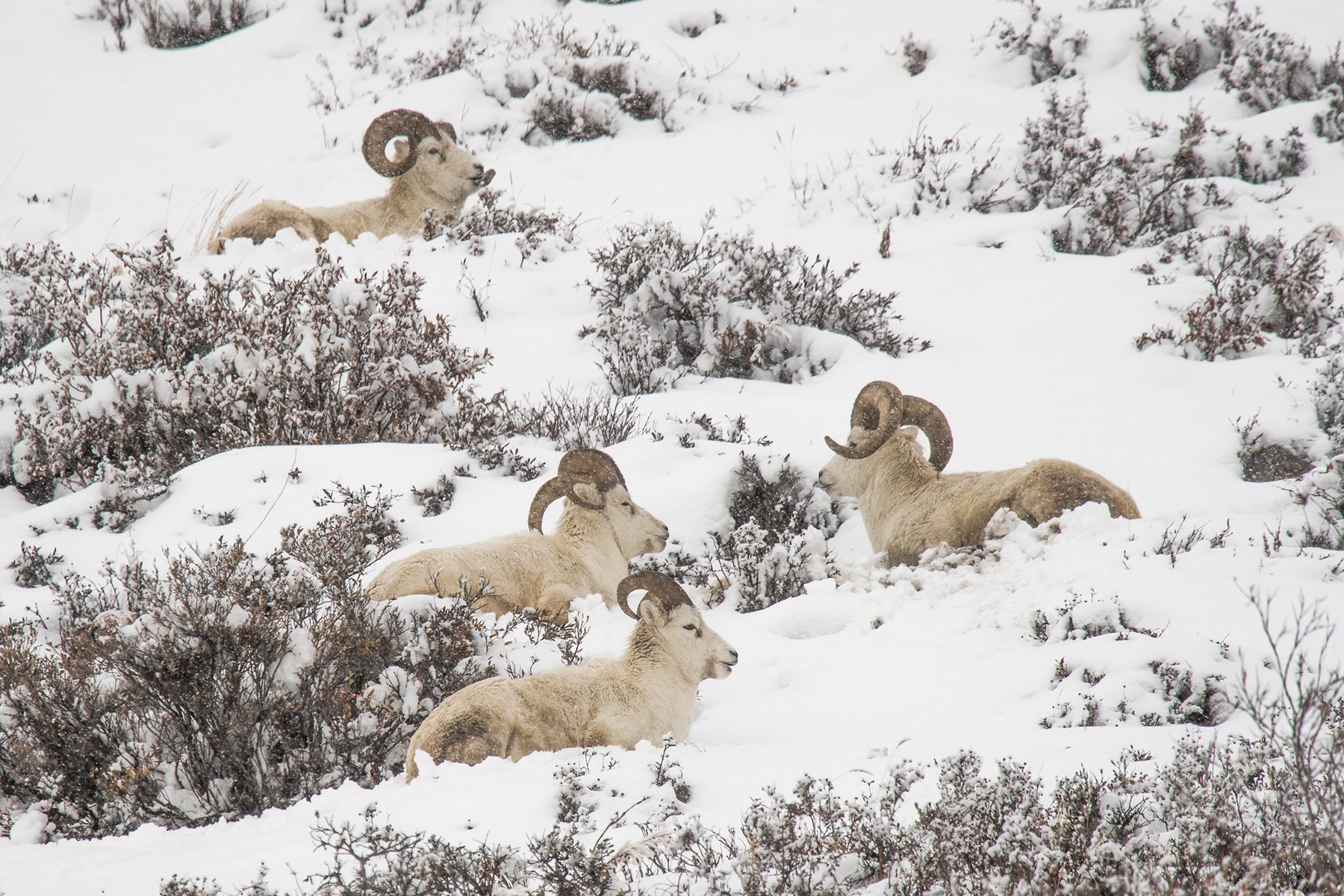 Dall sheep (UAF)