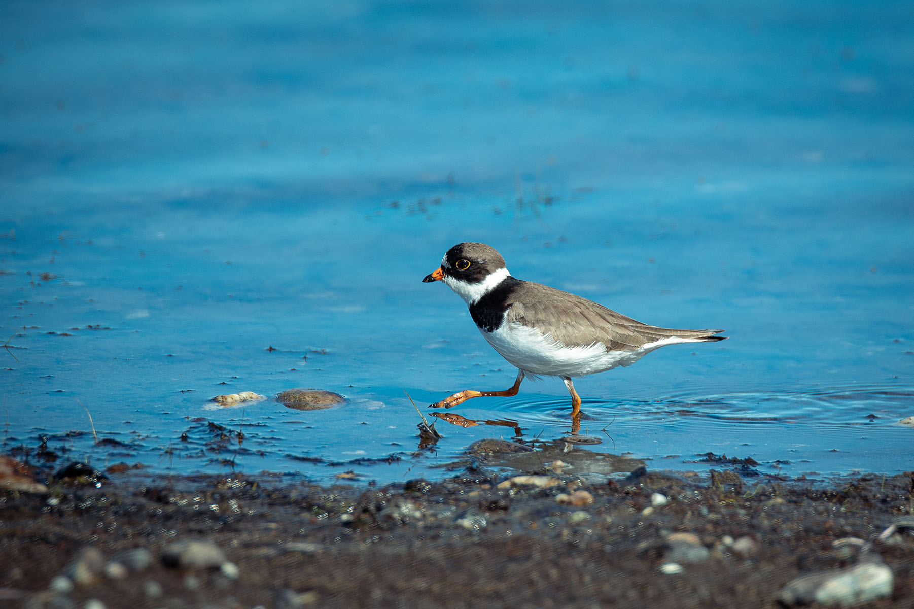 Semipalmated plover (Michael Odum)