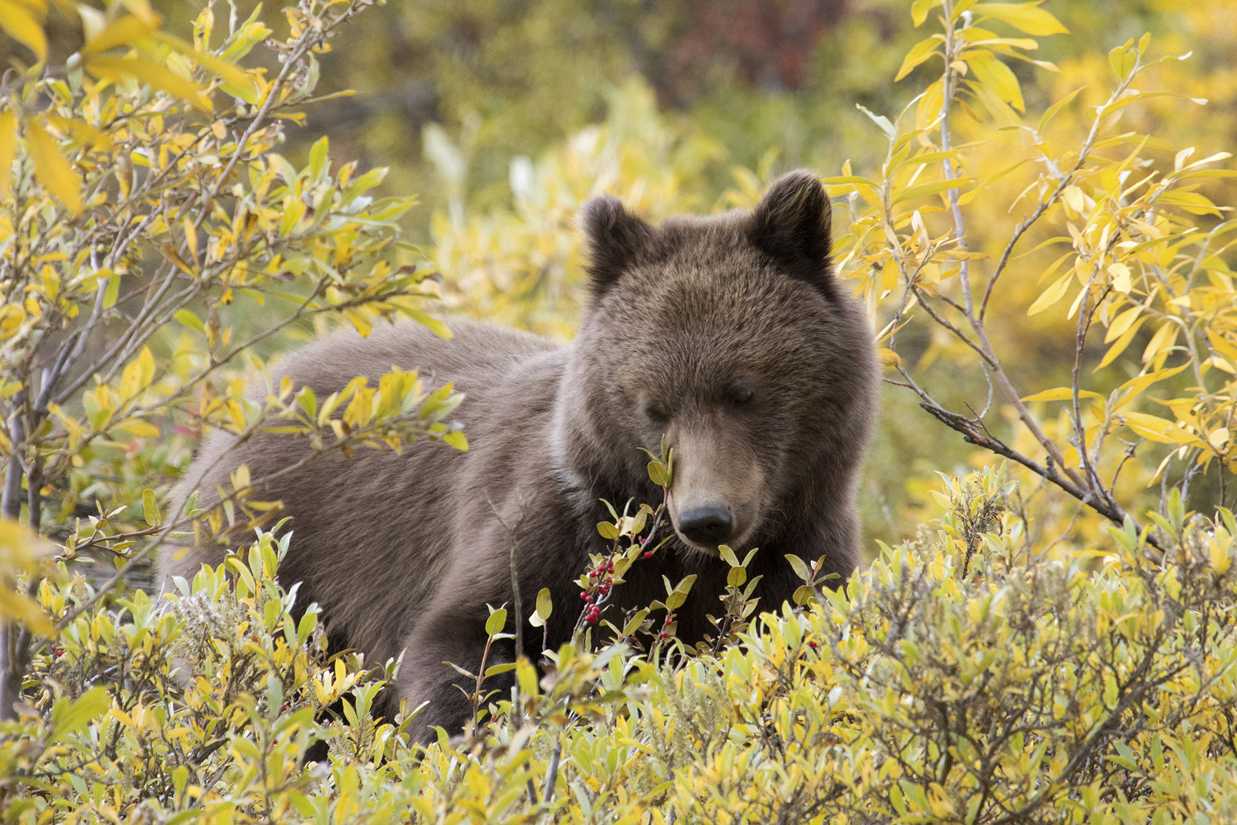 Grizzly bear cub (Adam Haberski)