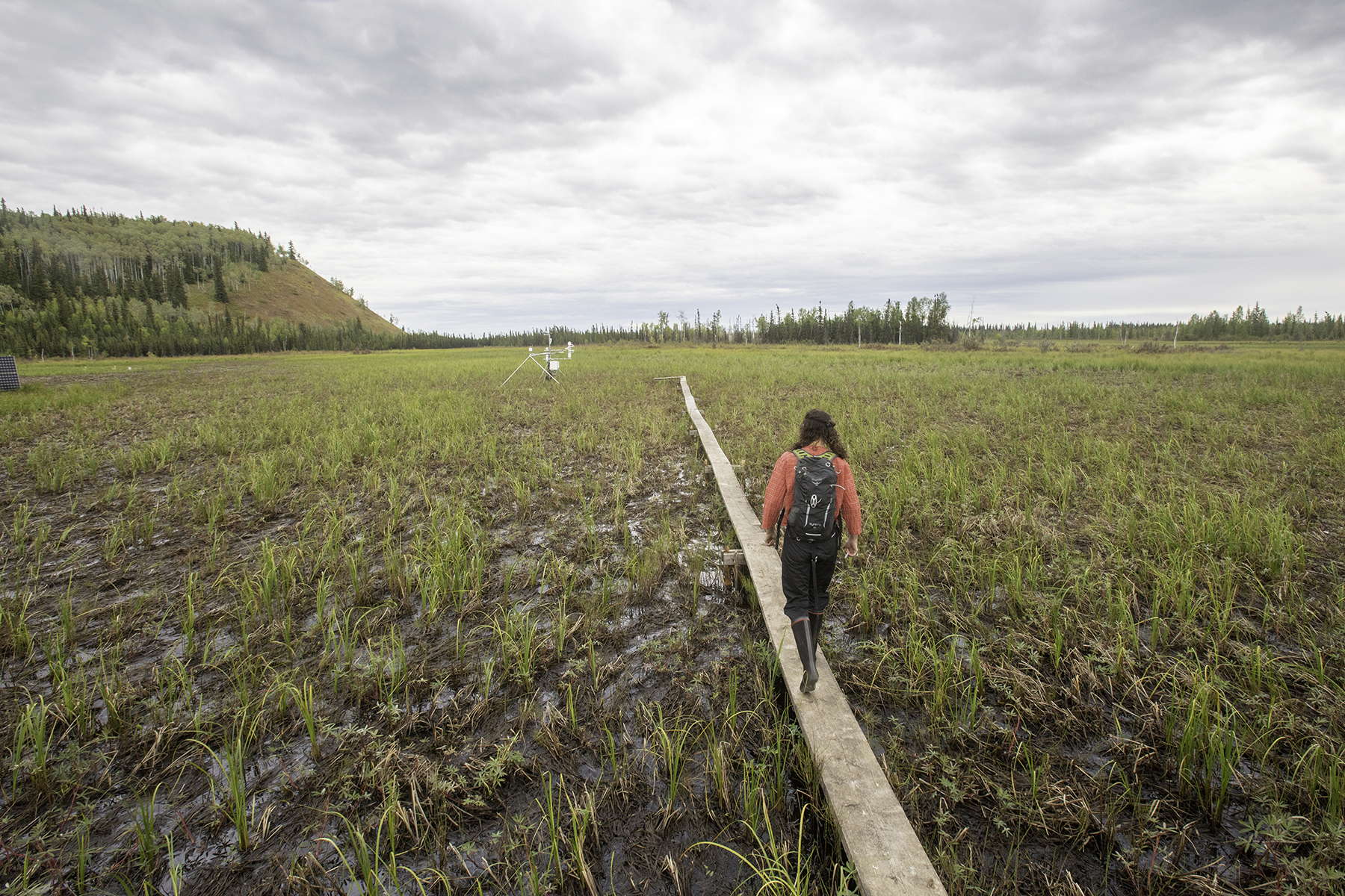 Wetland boardwalk (UAF)