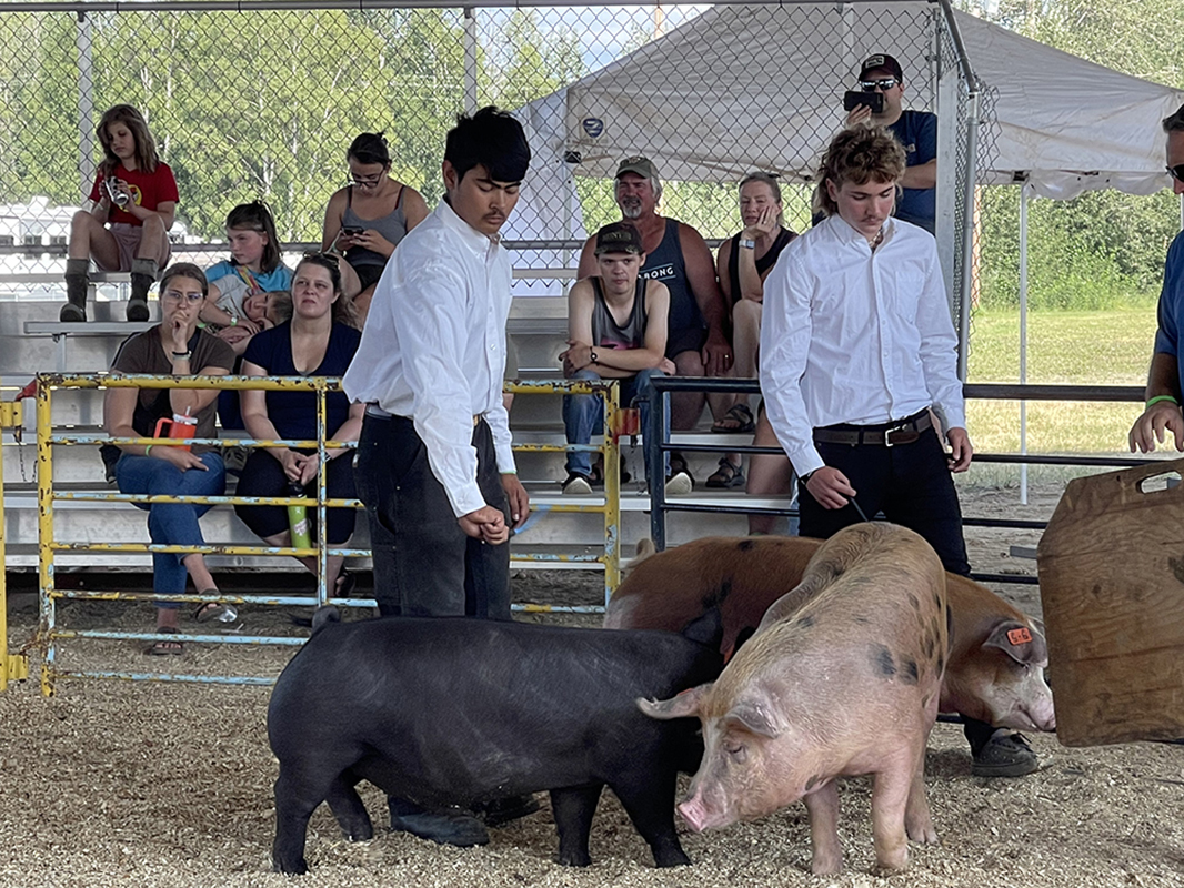Crowd observing two people standing next to pigs