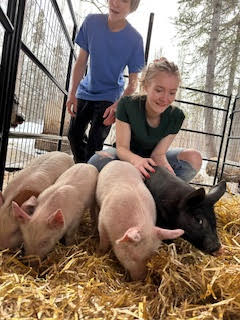 Pigs in pen eating hay