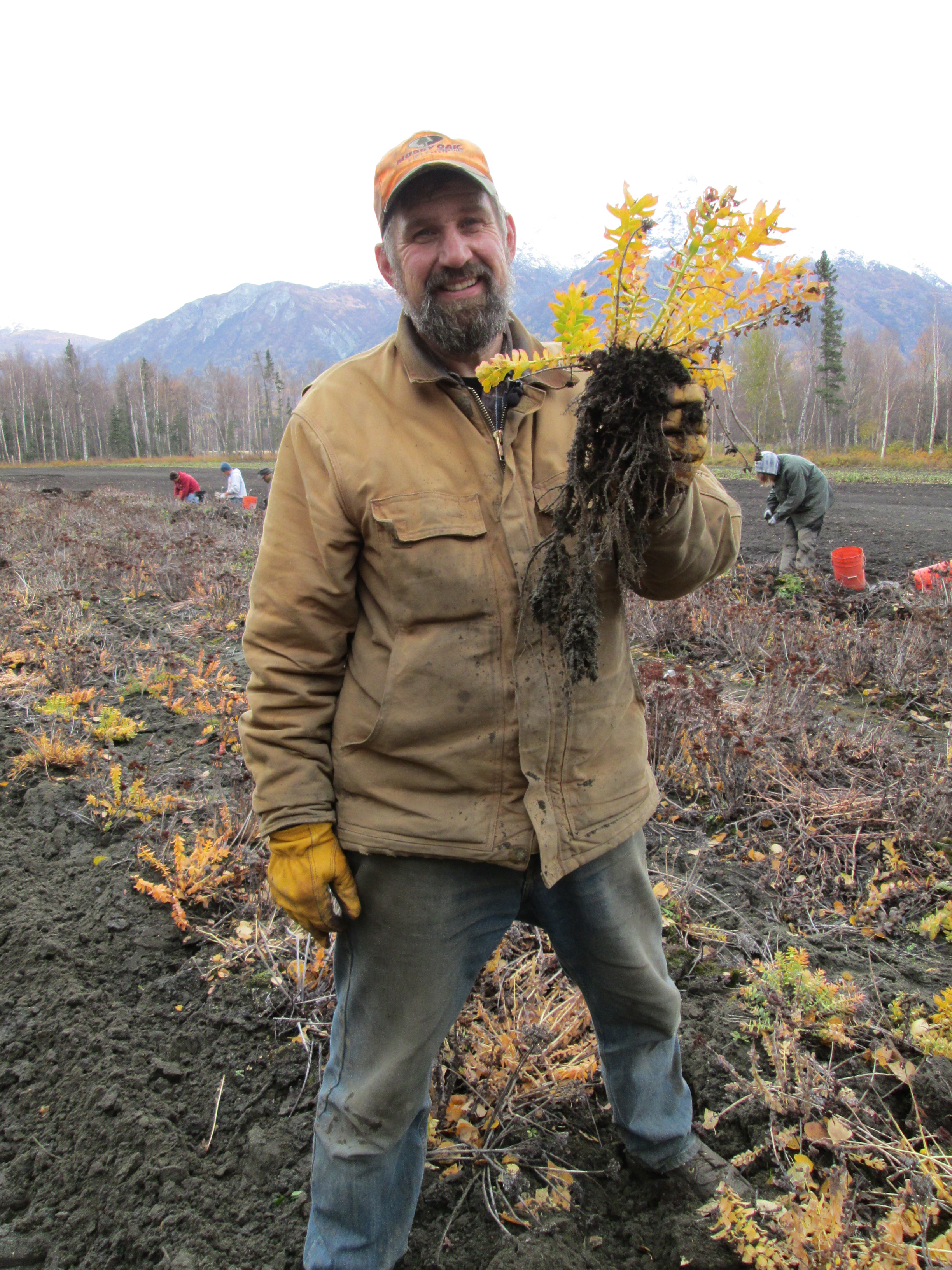 Mark Rempel holds up a rhodiola root during the first harvest at his Palmer farm