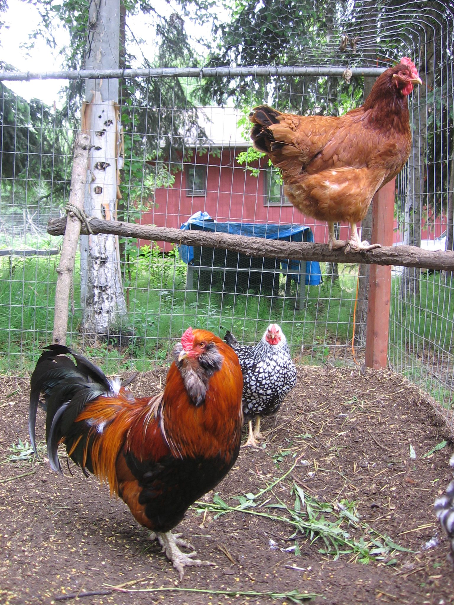 two hens and a rooster 