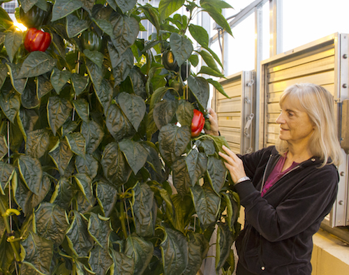 Meriam Karlsson has been researching the best methods to grow bell peppers as a potential commercial greenhouse crop.