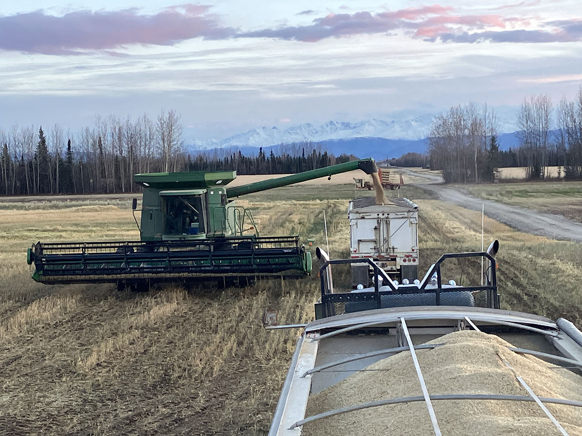 combine unloading oats