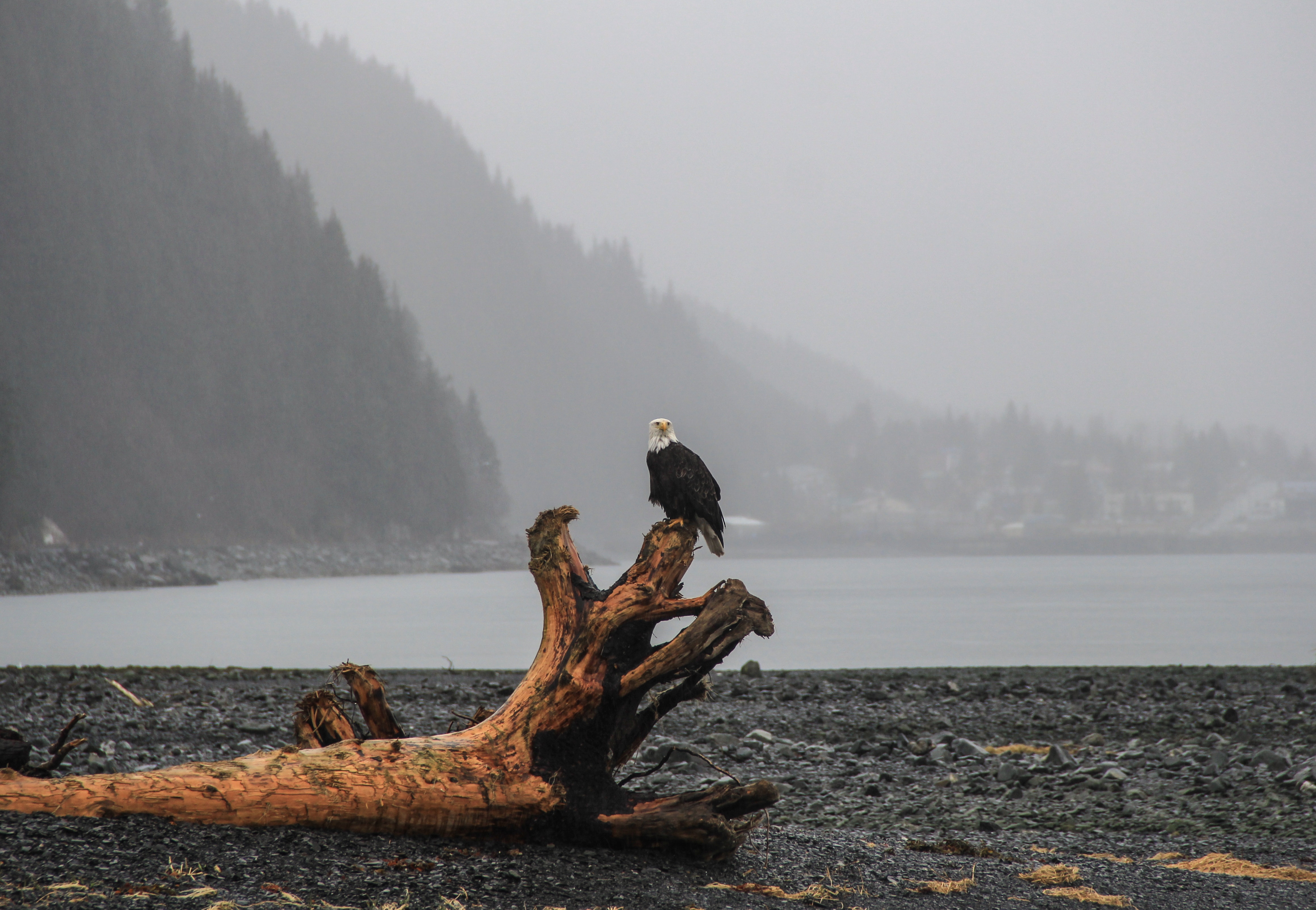 Bald eagle perched on a piece of driftwood on a dark sandy beach