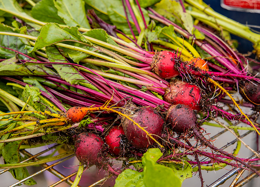 Red beets with long stalks