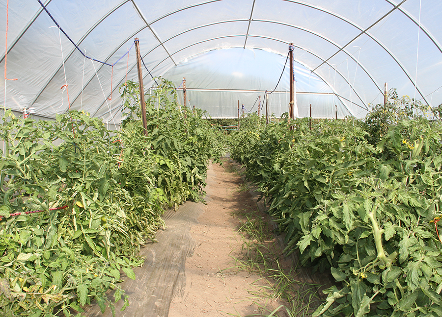 Greenhouse with vibrant green vegetables