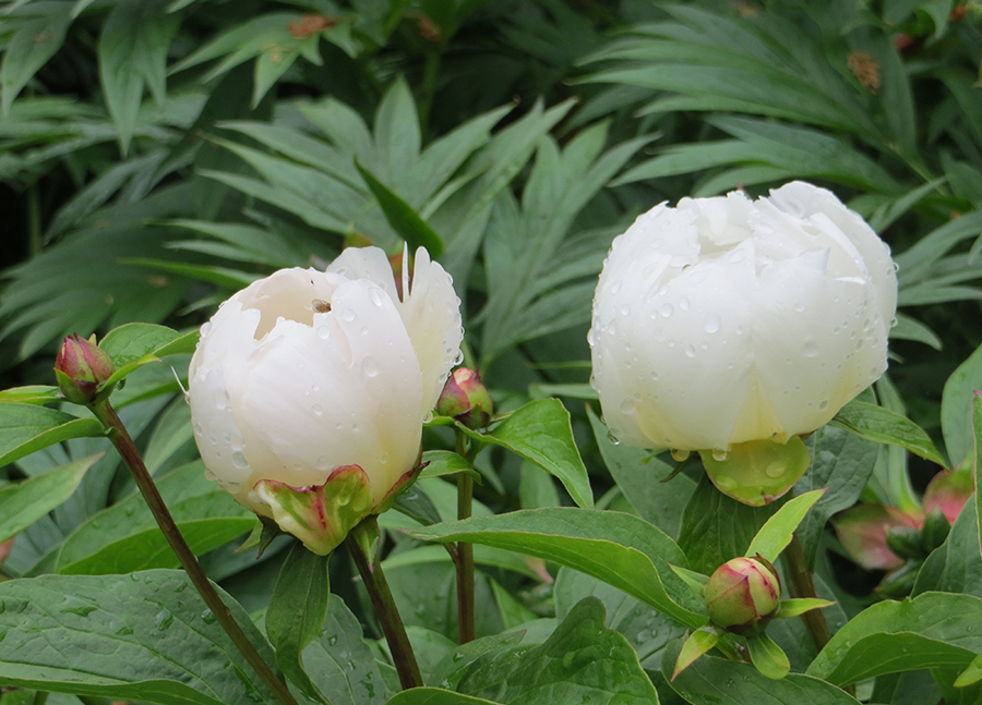 White peony flowers