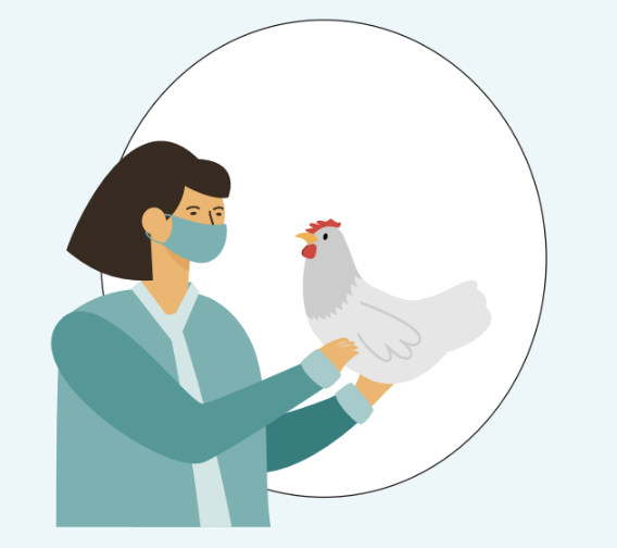 veterinarian holding chicken