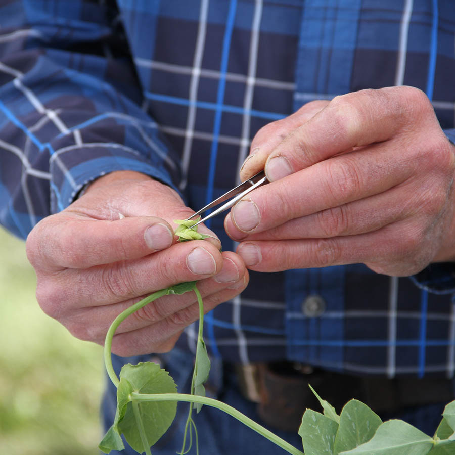 Man using a tool to extract seeds