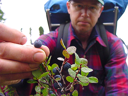 Man holding blueberry plant
