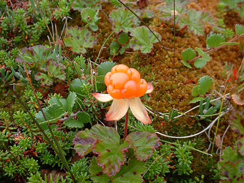 Plant with orange Cloudberries growing on it