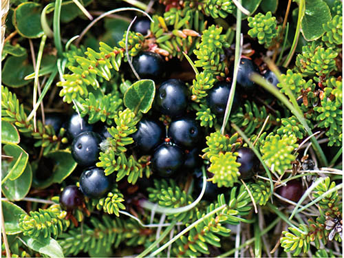 Fresh Crowberries hanging from a bush