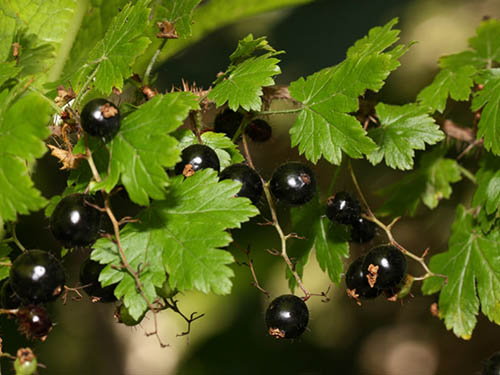 Black Currants growing off a plant