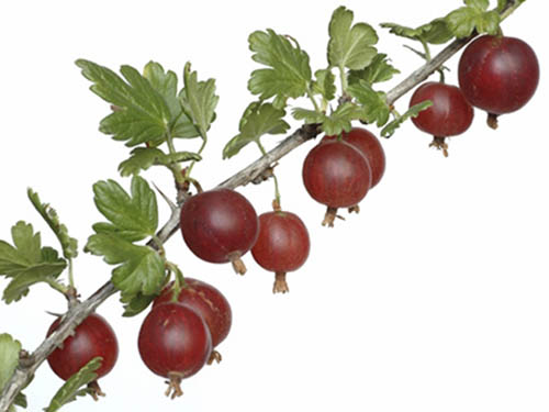 Plant with red gooseberries hanging from it