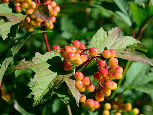 A cluster of red and yellow cranberries on a plant