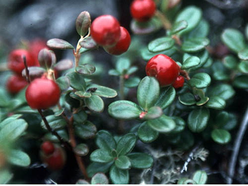 A plant with red cranberries growing on it