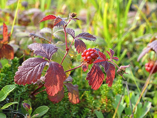 Red nagoonberries growing on a plant