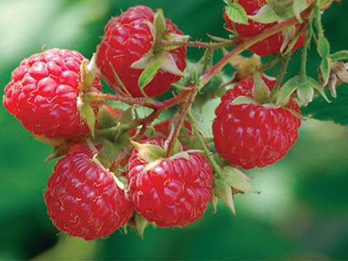 Ripe red raspberries hanging from a bush