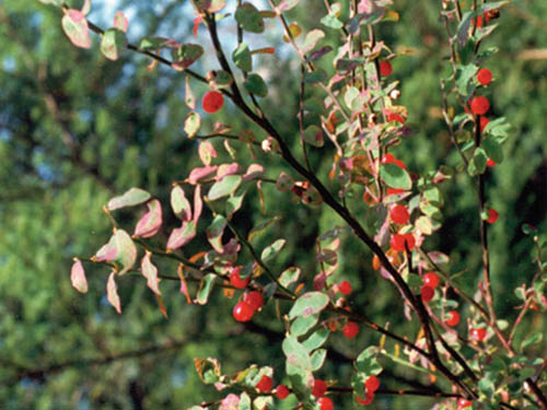 Red Huckleberries growing on a plant