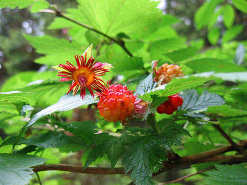 A bush with vibrant red salmonberries