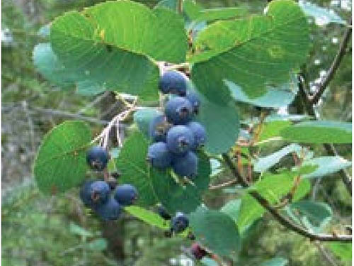 Plant with blue Serviceberries growing on it