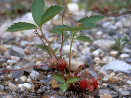 A wild strawberry plant with lush leaves and ripe berries growing on the ground