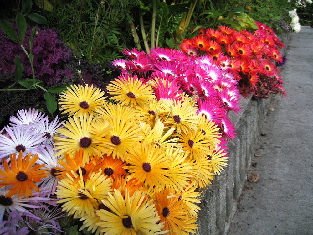 daisies