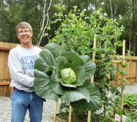 Man holding Cabbage