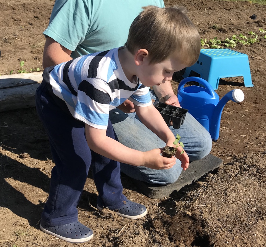 Boy transplanting seedling