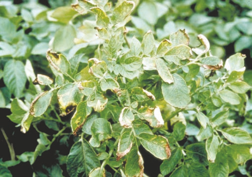 Symptoms of bacterial ring rot on a potato plant