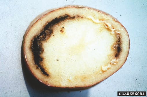 Transverse section of potato tuber infected by bacterial ring rot 