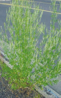 Green sweetclover growing along the roadside