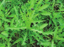 Fern-like cluster of leaves