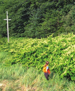 Person in safety gear standing in front of a green bush of Knotweed