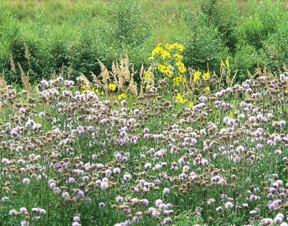 Creeping thistles growing in a field