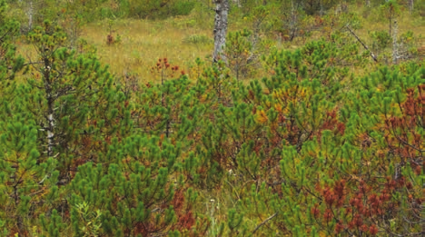 Various bushes and shrubs and small trees