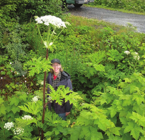 A man standing in front of a giant hogweed plant with cluster of white flowers branching from the top of the stem